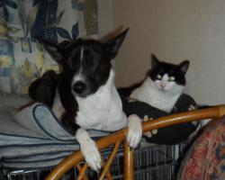 Братья-близнецы