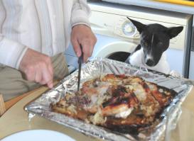 Без собак и жизнь не та!