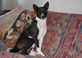 Афганская борзая и басенджи считаются наименее умными.....

Это тот самый перечень 80-и пород собак ПО ПОСЛУШАНИЮ И ВЫПОЛНЕНИЮ КОМАНД, а не по критерию "умный- неумный"

Басенджи - примитивная нелающая лесная(дикая)собака, независимое и интелигентное существо, собака, которая по теория "работает вне поле зрения охотника", о каком послушании и выполнении команд "принеси-отдай-лежать-сидеть" говорите и при чем здесь характеристика "наименее умная".