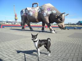 Пёс играется с куриным яйцом