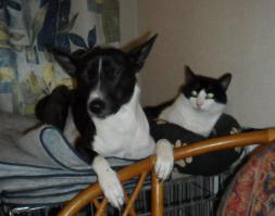 мои черны-белые Black и Бима