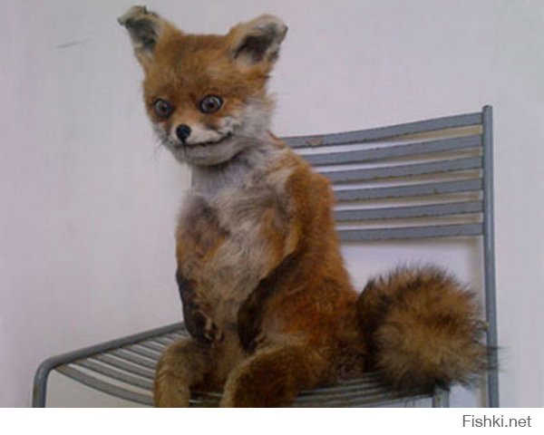 кажись я знаю эту лисичку))