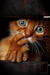 Самка паука-волка шокировала британцев