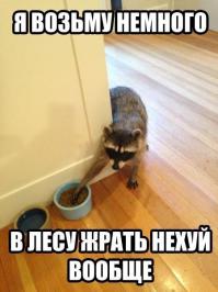 Пост любви к енотам
