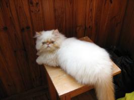 кот экссупруги
до и после