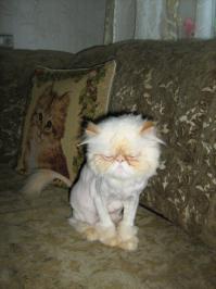 кот экссупруги
до и после