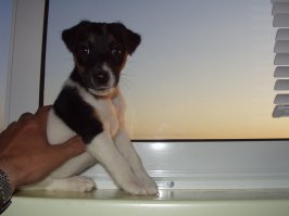 23 доказательства, что щенкам приходится сложнее, чем все думают