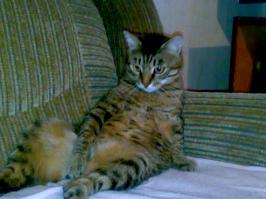 Мой кот Степан.