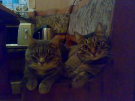 Бандиты наши местные - Степан и Федор)