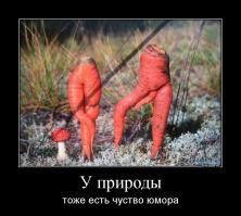 Мухомор тут не зря)