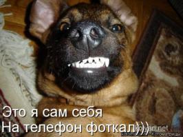 креативные намордники