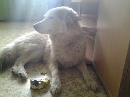 Провинившиеся собаки