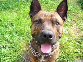 хз,что и как там поменялось,но мой  кобель (стафф) красавчик!=))