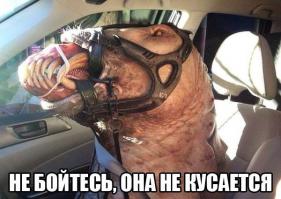 Животные, о которых вам не рассказывали