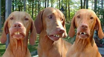 20 доказательств того, что питбули самые ласковые собаки в мире