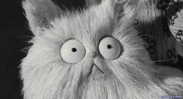 10 котов, которые попробовали валерьянку и кошачью мяту 