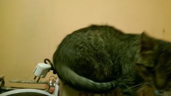 Электро кот