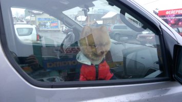 40 собак, ждущих хозяев в машине 