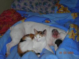 Невероятная дружба между животными