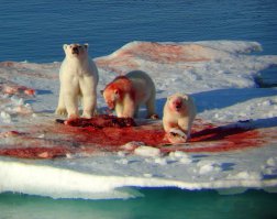 Херня ваши вишиньки с клубничками