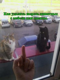  Усатые, полосатые, пятнистые и очень дорогие