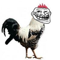 за кадром курятник.