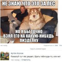 Почему большие собаки круче маленьких