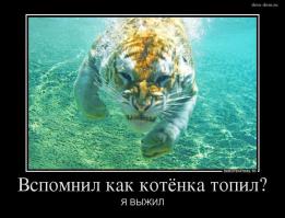 Котят оставили умирать в коробке,но мир не без добрых людей
