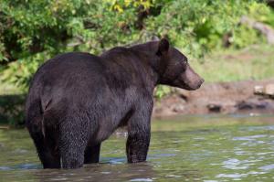 А этот не гималайский случаем???
...