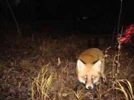 Потрясающие фотографии диких лис