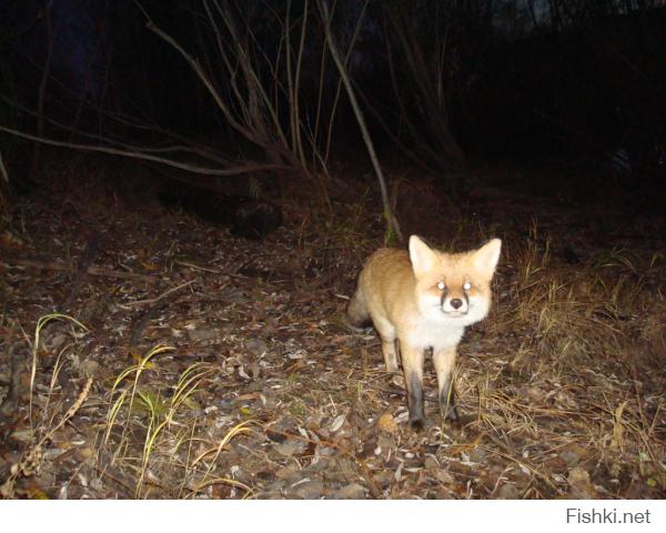 Выбирайте где глаза покрасивше)))