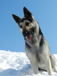 Жаль, "восточку" не сохранили((( Говорят болеет часто...
...