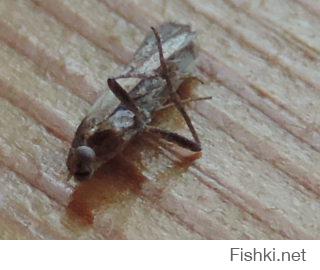 Мой город, небо, рассада, роза, кошка, моль)