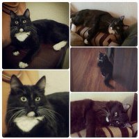 Тоже на помойке нашёл маленькое чудо. А вот счас это настоящий "Кот Ученый".