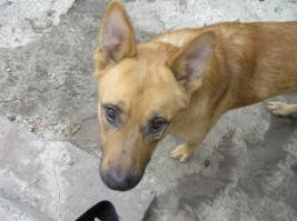 у меня Московский Дог