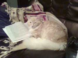 Мужчины и кошки