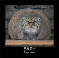 Каково это — работать полицейским в самой безопасной стране в мире