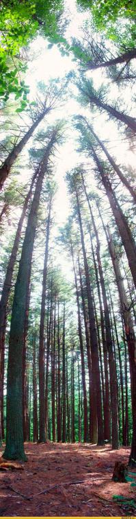 Длинная картинка 