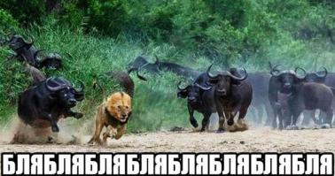  Картинки со смешными подписями