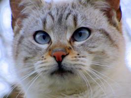 Подруга фото прислала, во дворе у нее живет.