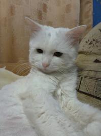 ну не знаю...мне нравятся чёрные кошки, а вот белая как раз(моя скотинка) не любит меня