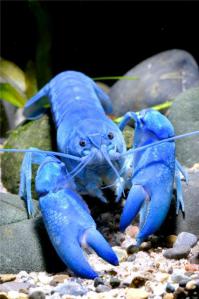 Поймали на Аляске