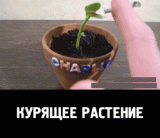 А потом тик-так надо было дать, чтобы запах курева зажевал.