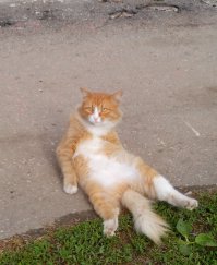 Кот, который чуть не довел до инфаркта сердобольного прохожего