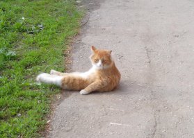 Кот, который чуть не довел до инфаркта сердобольного прохожего