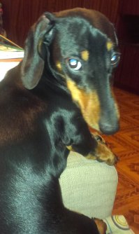 Такса это не собака, а хулиганство  сплошное. :)