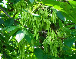 У ясеня такие, а на фото клен ясеневидный. У него листья другие.