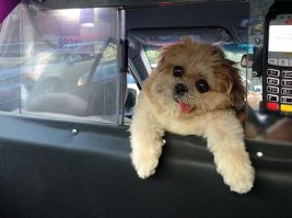 Подборка автоприколов. Часть 224