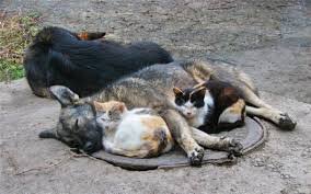 Поклон Мурке!