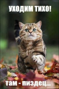 20 животных, которые ведут себя совсем как я